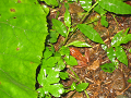 IMG_0015_thumb.png