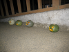 IMG_0016_thumb.png