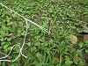 IMGP4016_thumb.png