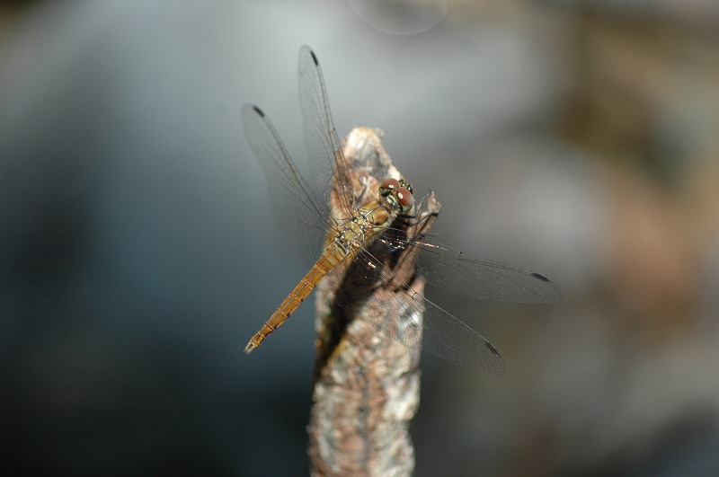 DSC_9096.jpg