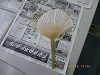 IMGP4172_thumb.png