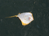 CIMG0880_thumb.png