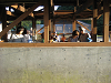 IMG_0030_thumb.png