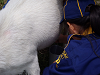 P5260034_thumb.png