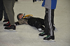 DSC_4453_thumb.png