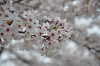 DSC_7120_thumb.png