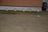DSC_6373_thumb.png