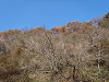 PB170074_thumb.png