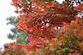 DSC_3305_thumb.png