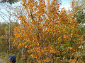 PA240128_thumb.png