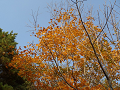 PA240131_thumb.png