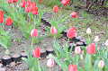 DSC_1830_thumb.png
