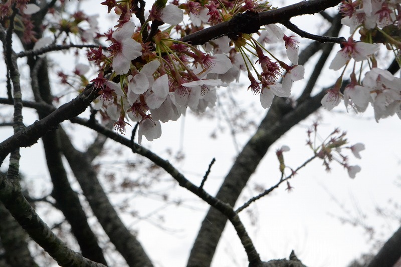 DSC_1832.jpg