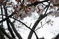 DSC_1832_thumb.png