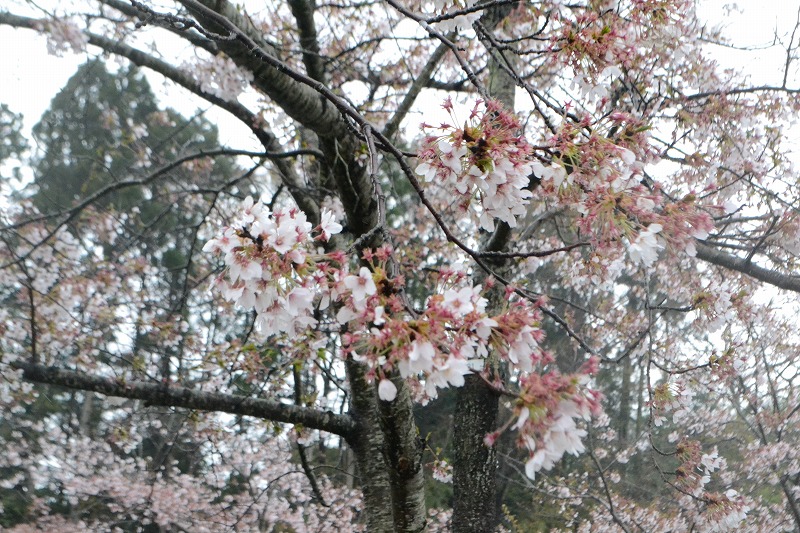 DSC_1833.jpg