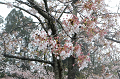 DSC_1833_thumb.png